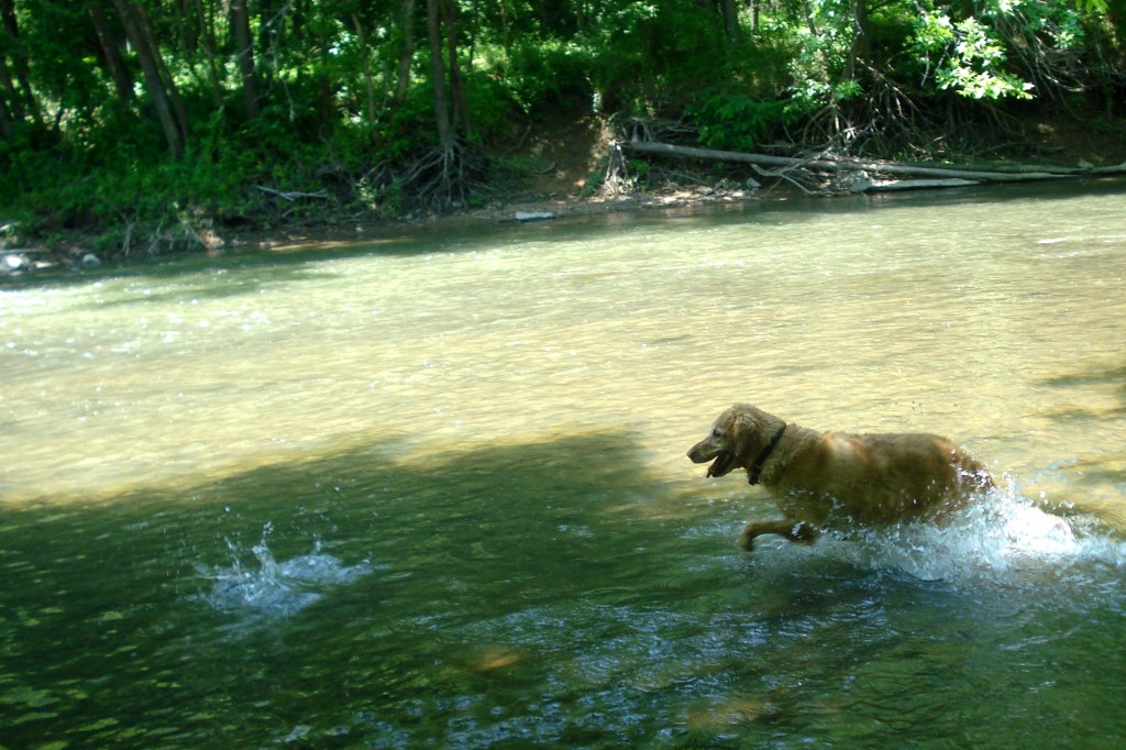 Duncan chasing a stick at Patapsco Valley State Park