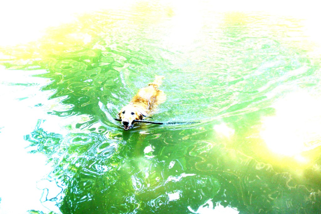 Duncan swimming at Patapsco Valley State Park