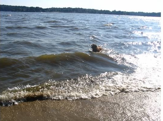 Duncan swimming at the now-closed dog beach at Quiet Waters Park