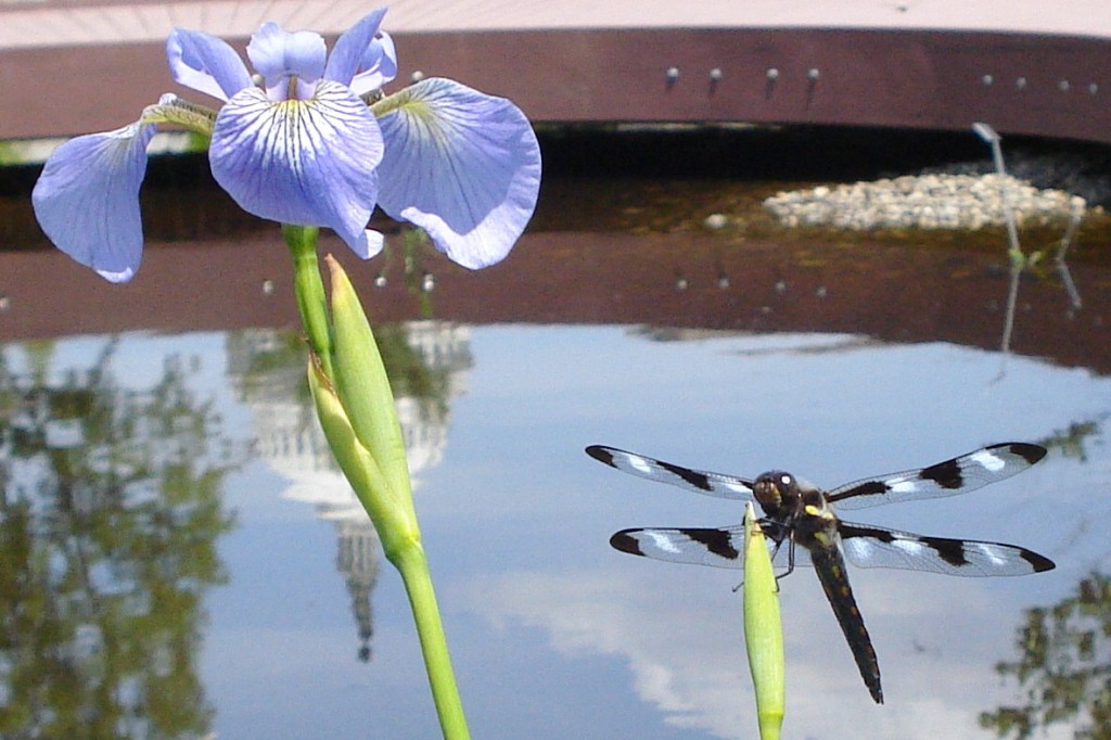 Dragonfly at United States Botanic Garden