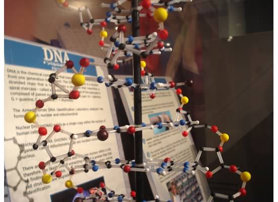 DNA model at the National Museum of Health and Medicine